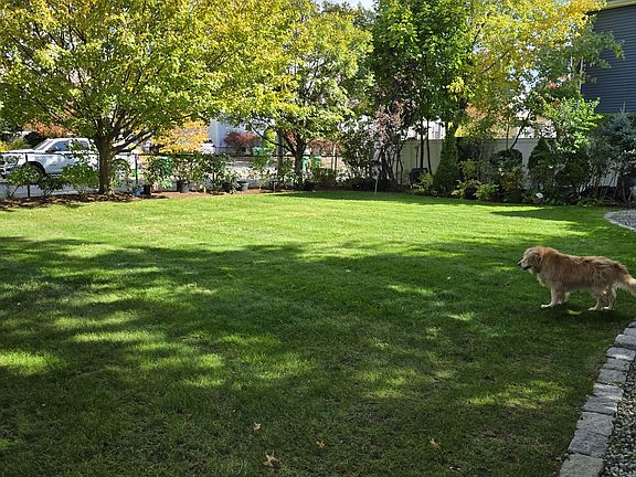 back yard