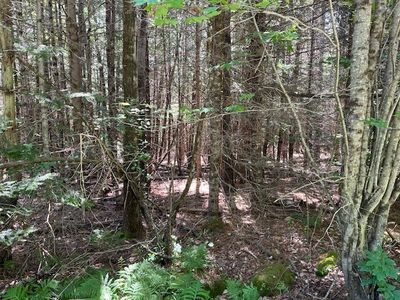 Lot 004 Dority Farm Road, Ellsworth, ME, 04605