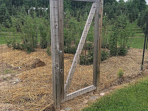 Berry garden and fence