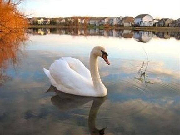 3rd image of 5867 Emerald Lakes Dr
