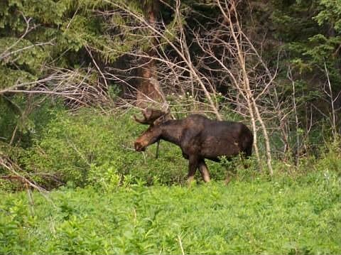 Moose