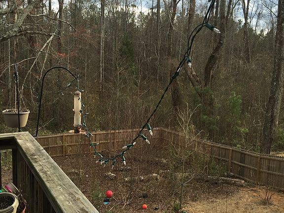 Large fenced in back yard