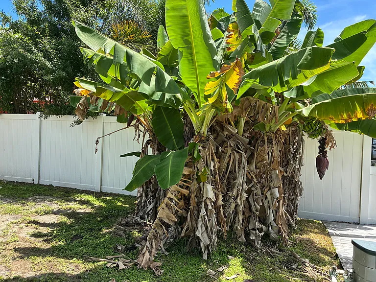 banana tree