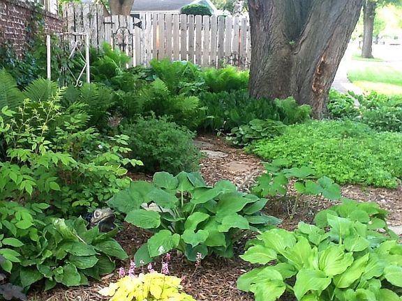 Beautiful hostas.