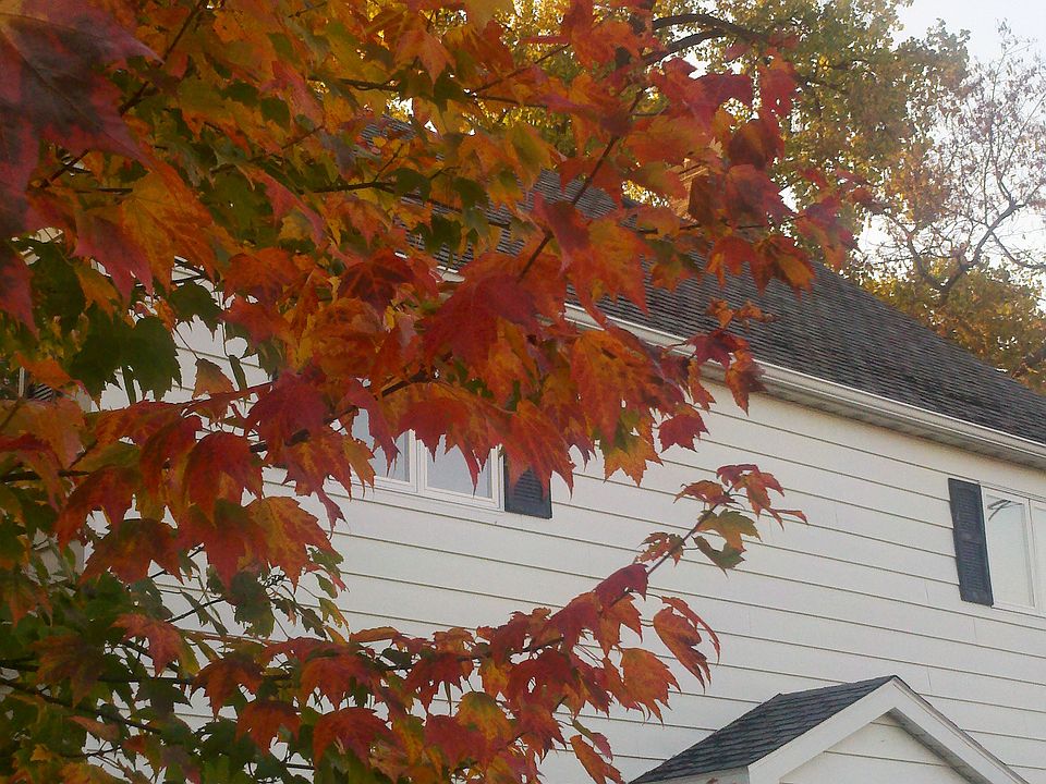 Beautiful yard, trees