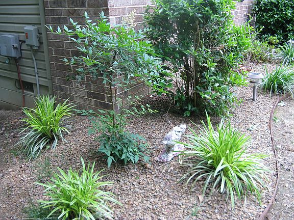 New professional landscaping