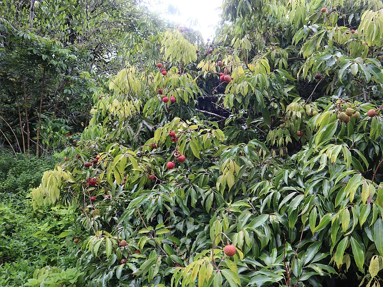 Lychee tree - one of the many fruit trees on the land.