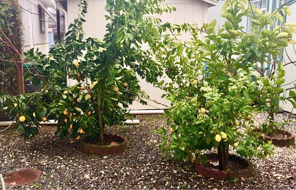 Orange &!lemon trees!