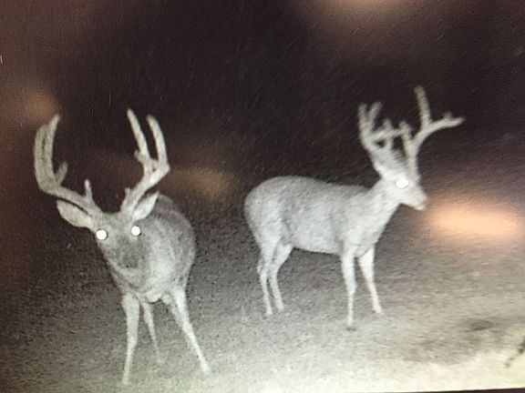 Abundant trophy bucks 