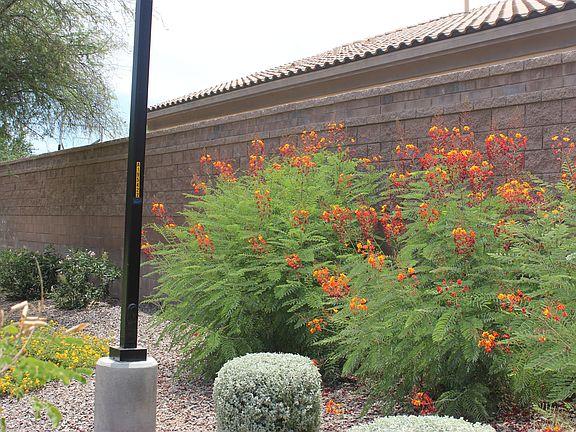 4th image of 1093 E Coconino Dr