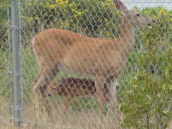 Deer every year
