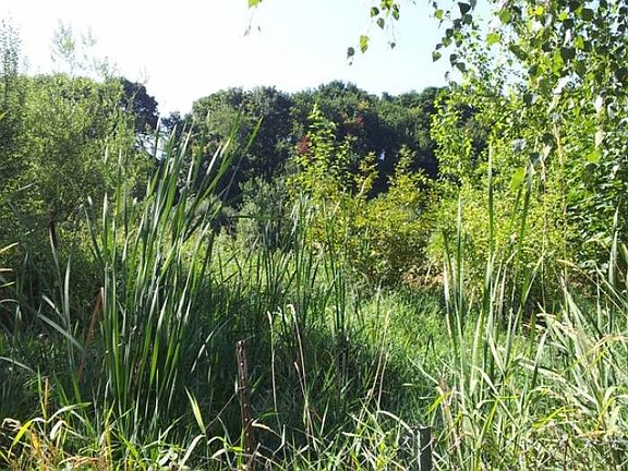 Backs up to wetlands