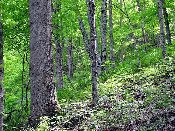 5th image of 0 Two Brothers Rd