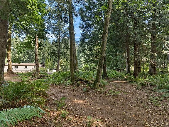 Forest, Ferns, Paths, Peace