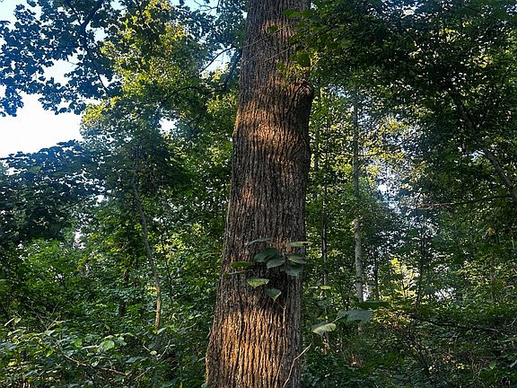 4th image of 0 Gum Stump Rd W #1