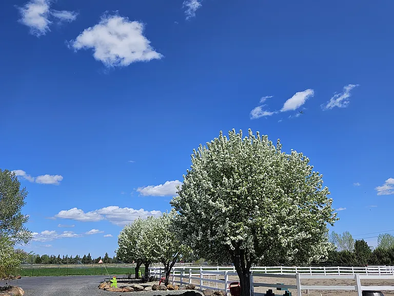 Beautiful Crab Apple trees - views from Master Suite