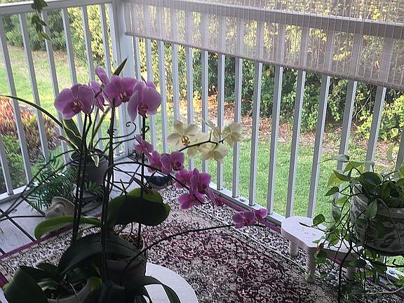New lanai