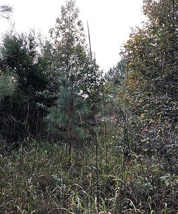 5th image of 0 Hazelhurst Ln #15