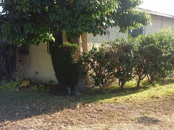 Front View- Trees