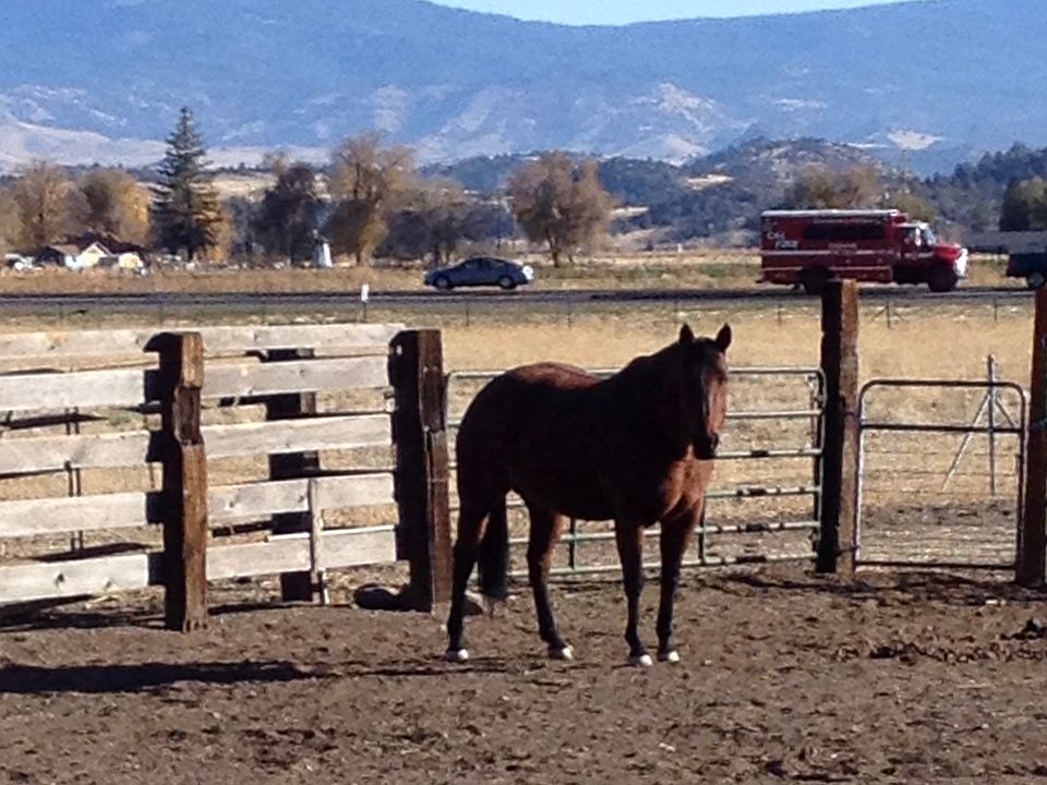 Room for lots of Horses