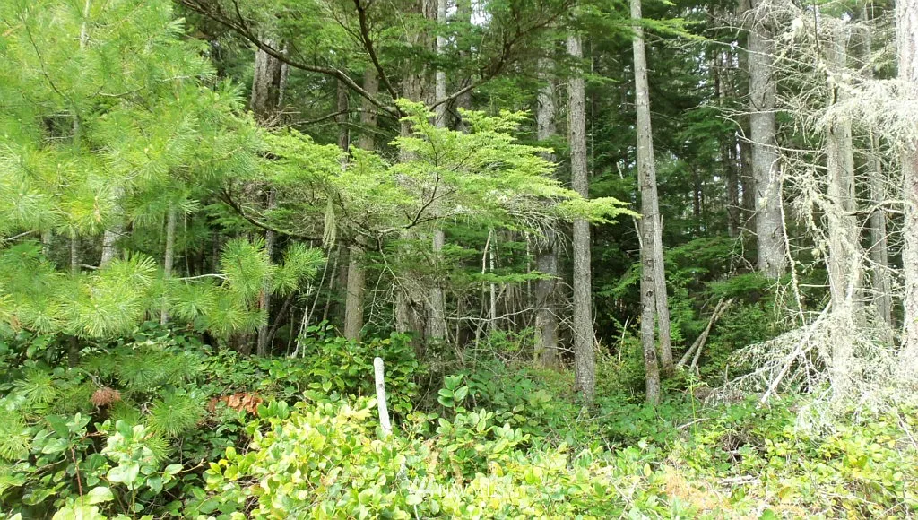 0 Strider Road photo 1