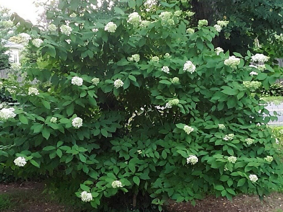 72 Greenlawn Road, Huntington, NY 11743 MLS 3469616 Zillow