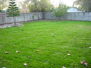 Backyard, new lawn