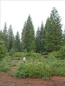 2nd image of 260 Alpine Fir Rd