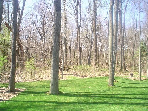 Wooded Back Yard