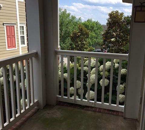 Beautiful hydrangeas