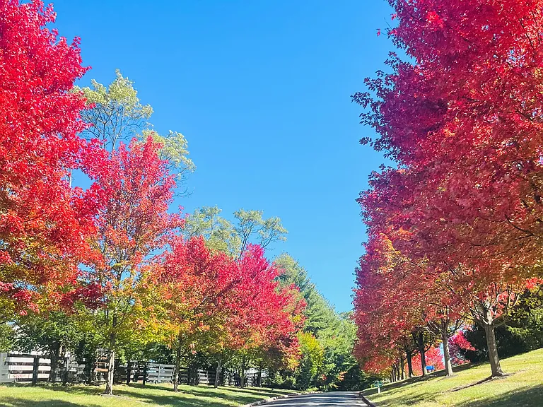 Fall at Merrick Place