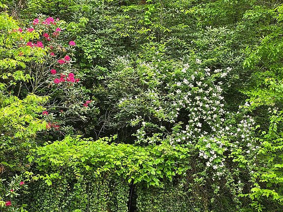Back yard