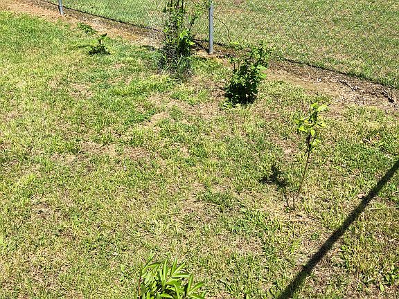 BlackBerry/blueberry bush