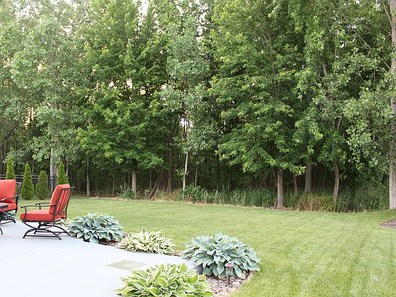 Woods behind house