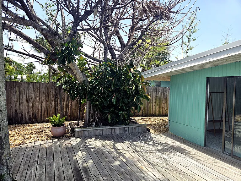 Rubber Tree and Backyard Deck