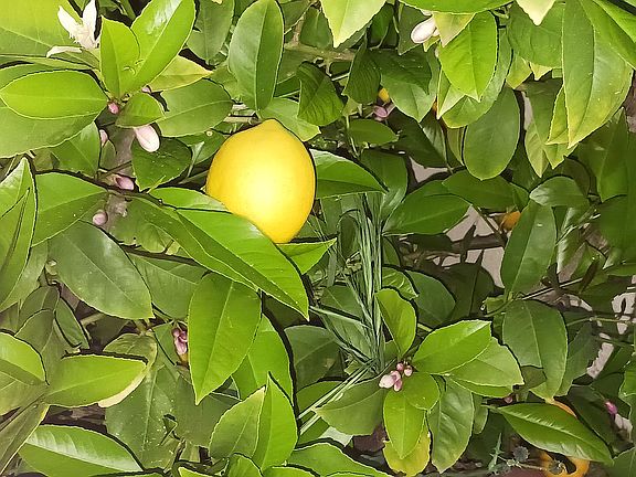 Dwarf Lemon bush in Backyard