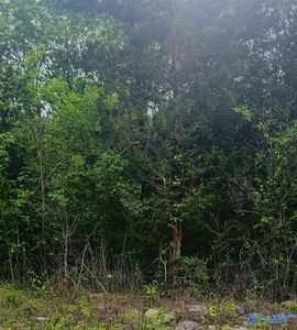 County Road 84, Danville, AL, 35619