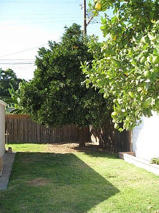back yard & orange tree