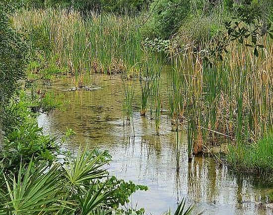 Creek/back property line