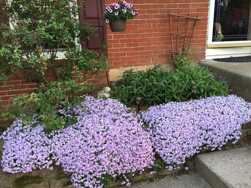 Front flower garden