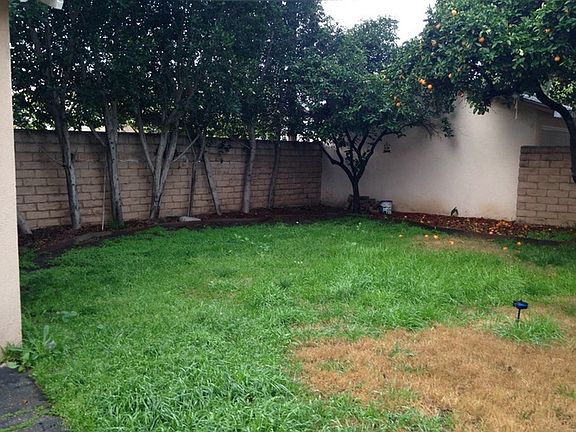 back yard with 2 orange trees