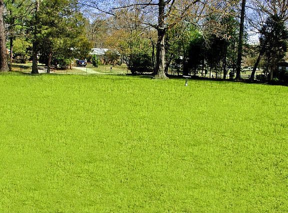 Rear Yard - Room To Run!