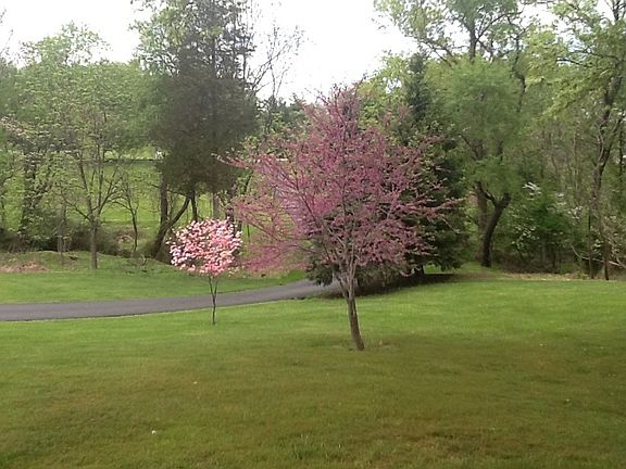 Front yard