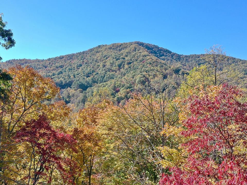 Tree top drone shot from the lower half of the property