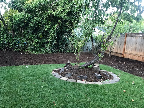 Back yard
