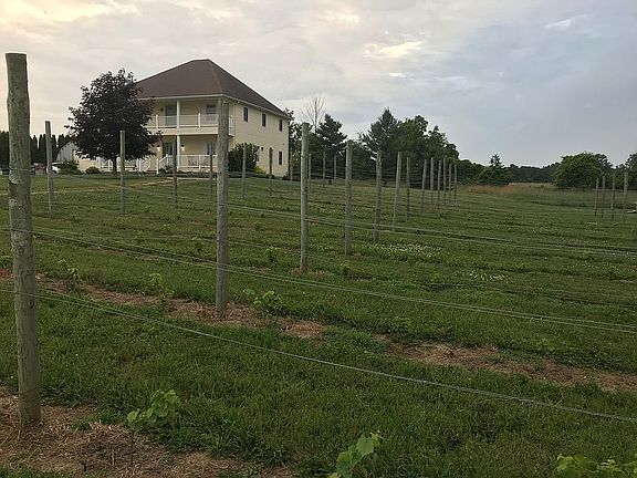 The Vineyard