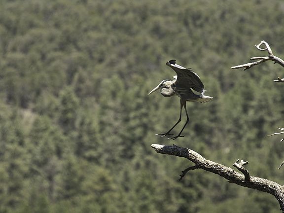 Herons nest around Quemado L