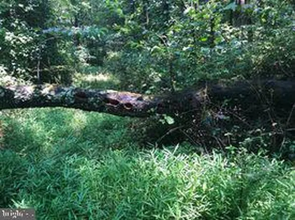 53.5 Ac Off, Cross Junction, VA 22625