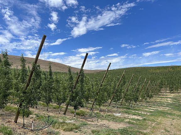 18358_Yakima-County-Washington-Orchard-138-Acres (1)