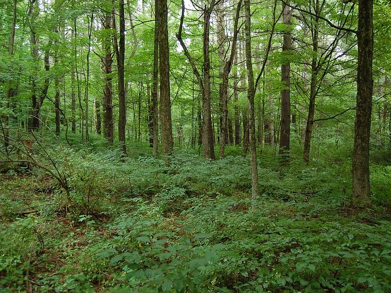 1 Wooded lot